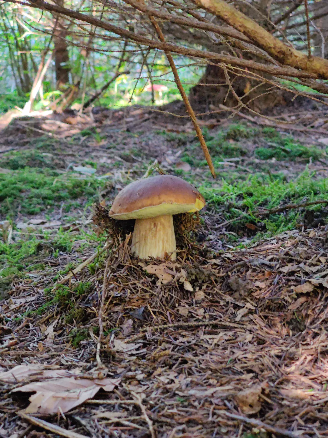 Porcini among moss, needles and forest litter