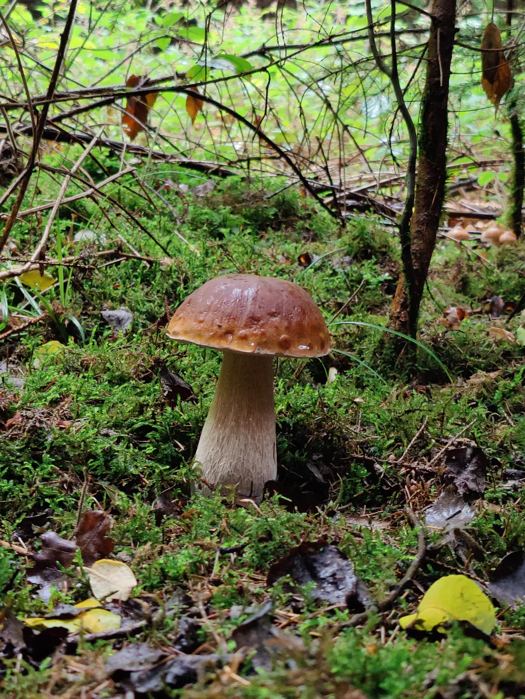 Porcini among moss, needles and forest litter
