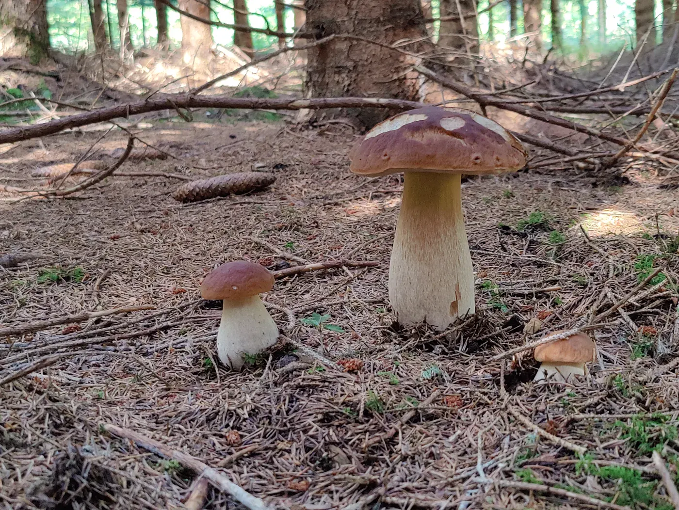 Woodland mushroom illustrating the foraging guide for Aargau