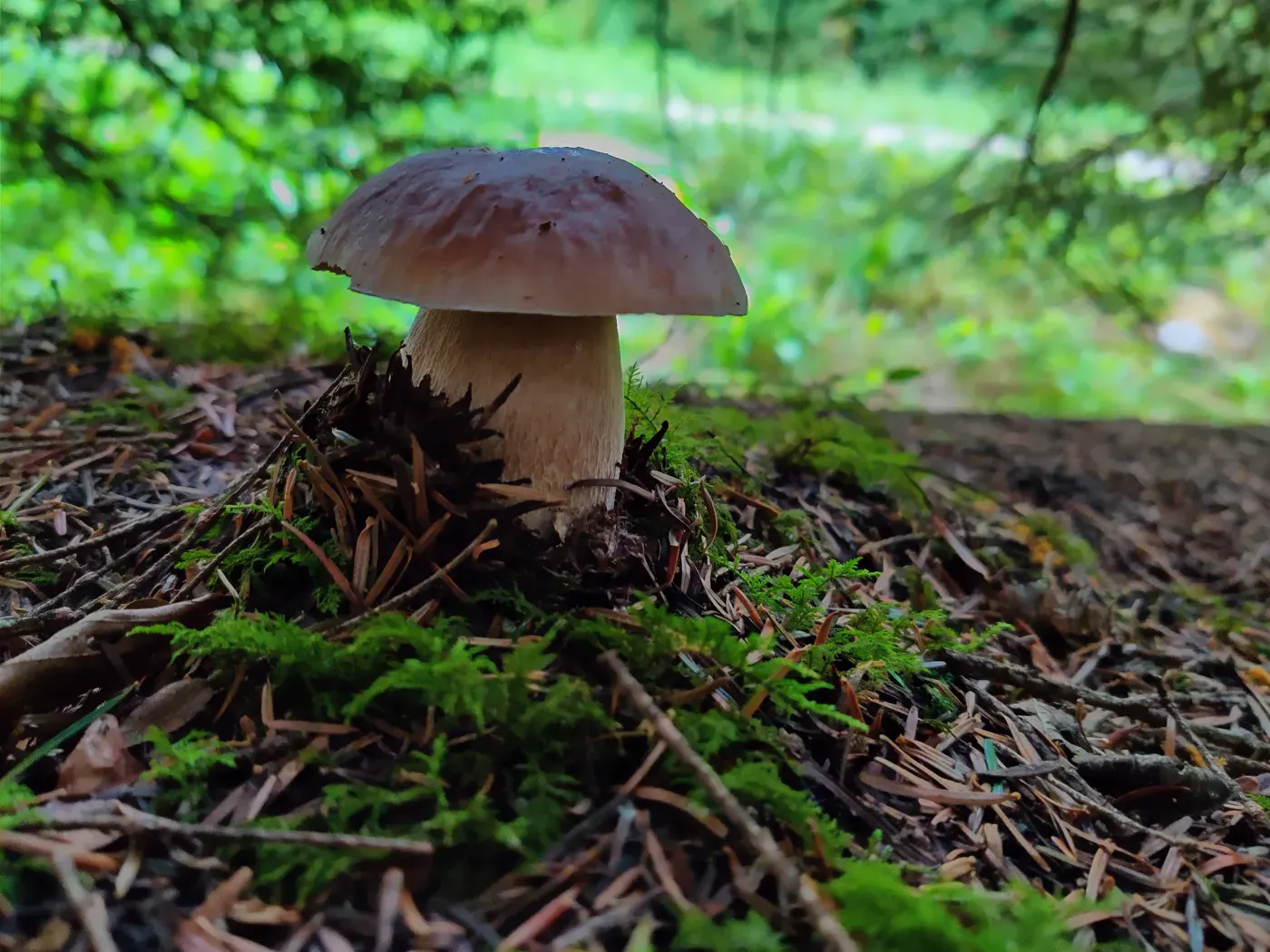 Woodland mushroom illustrating the foraging guide for Bern