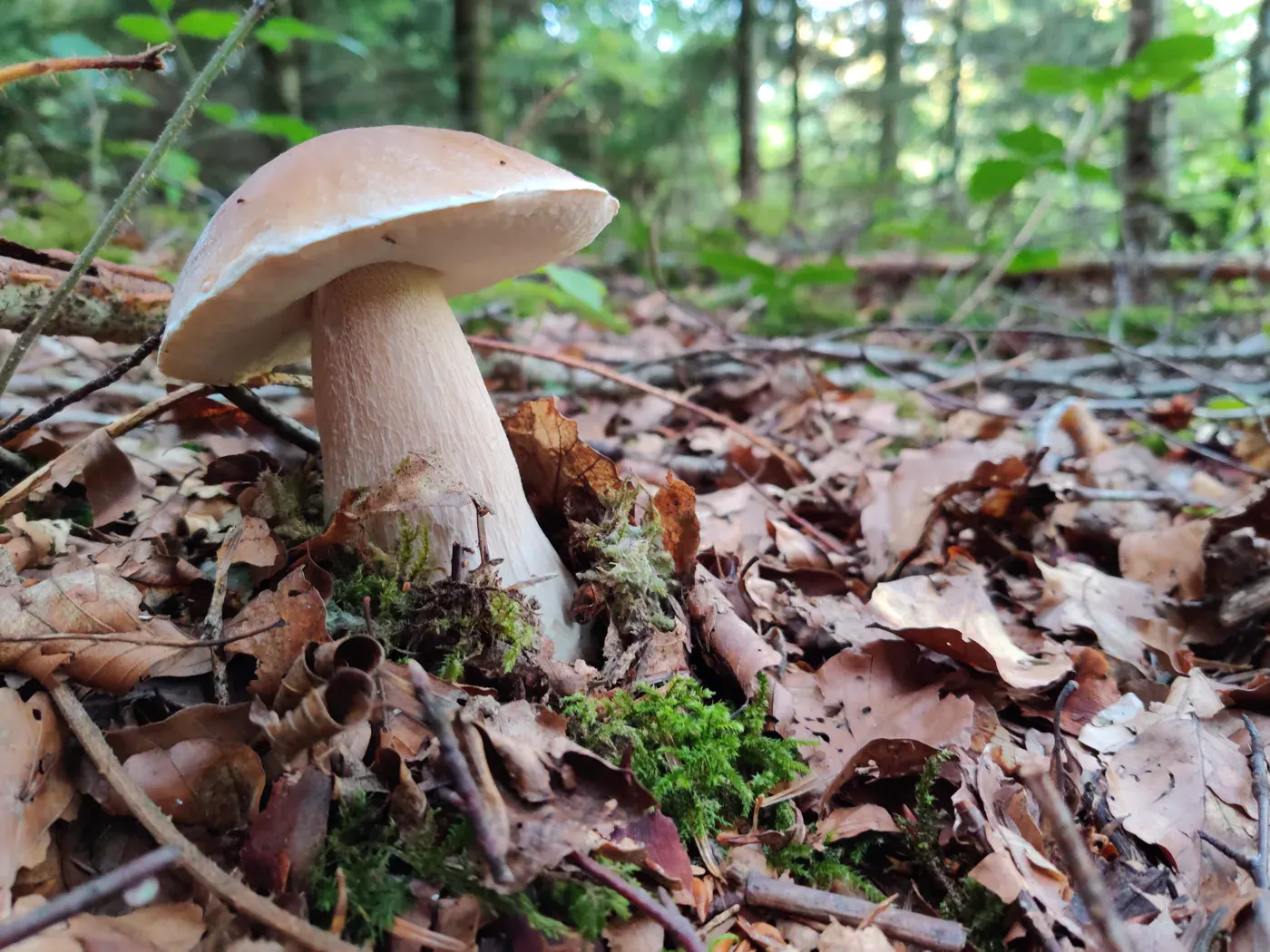 Woodland mushroom illustrating the foraging guide for Solothurn