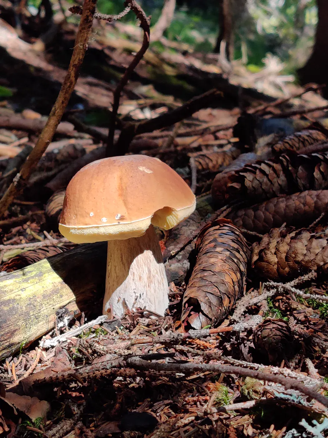 Woodland mushroom illustrating the foraging guide for Valais