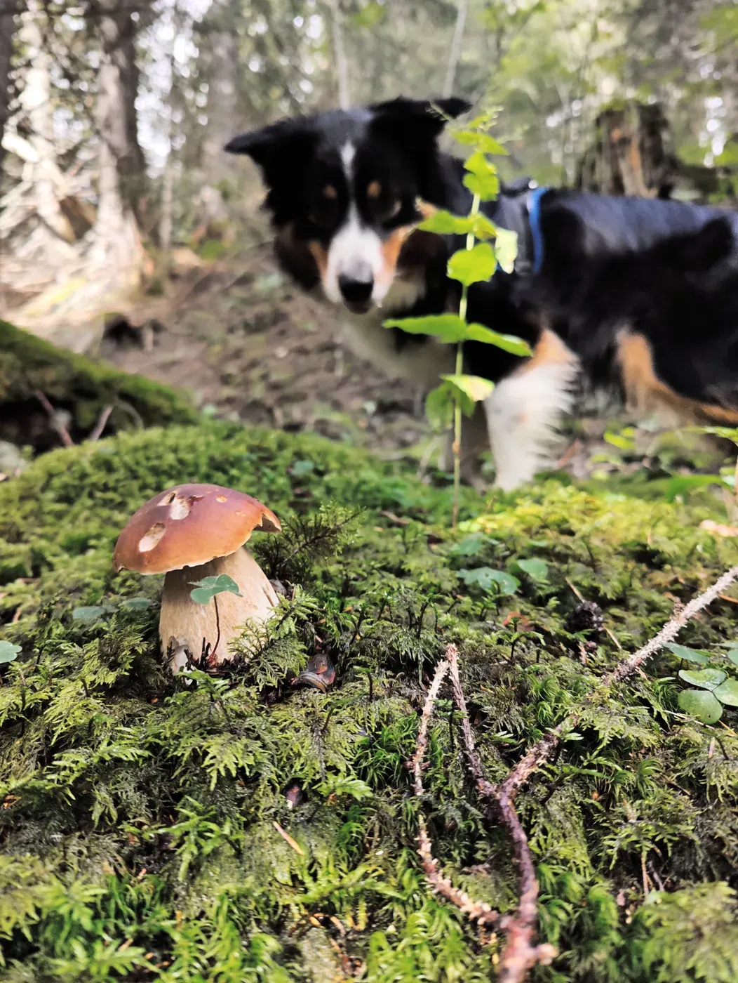 Steinpilze in unterschiedlichen Stadien während der Saison