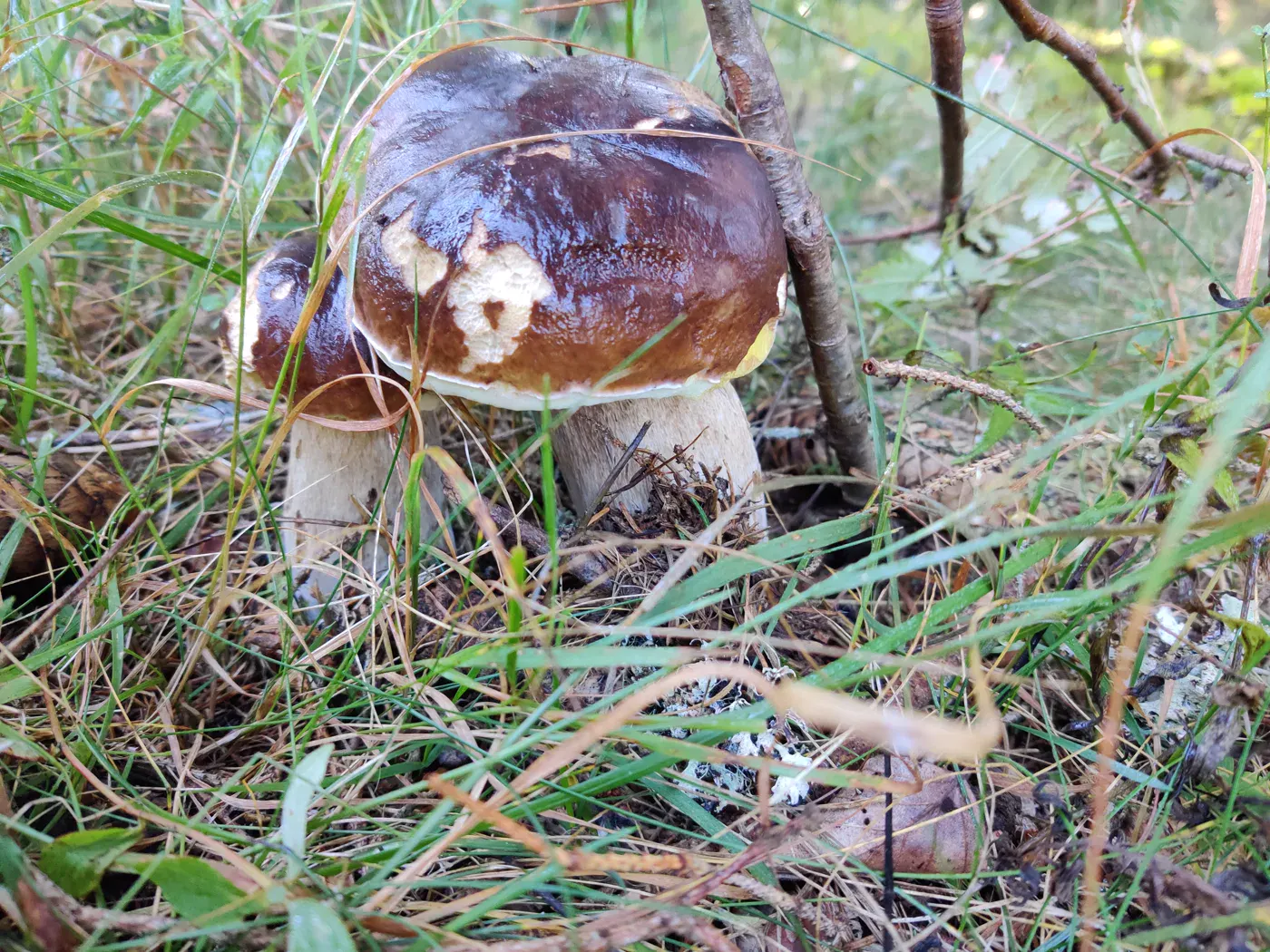 Woodland mushroom illustrating the foraging guide for Glarus
