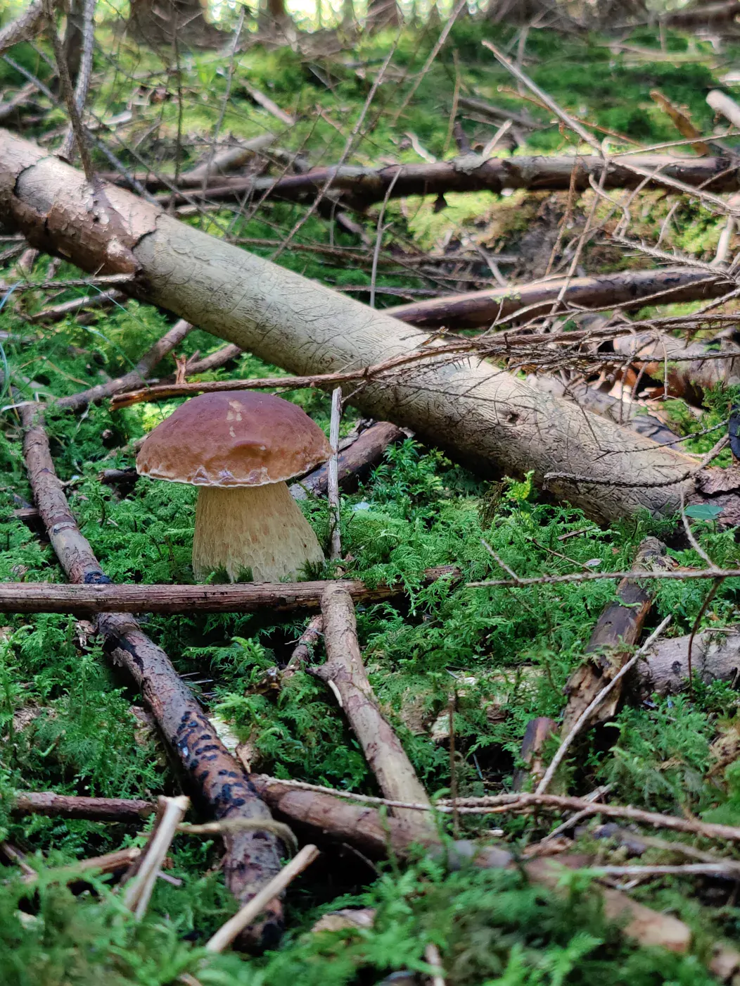 Porcini among moss, needles and forest litter
