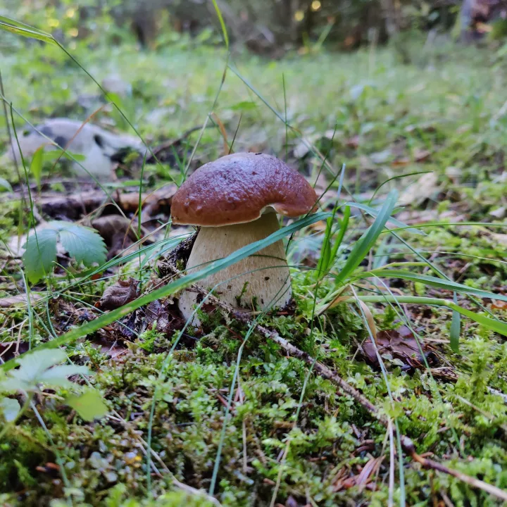 Steinpilz · Boletus edulis