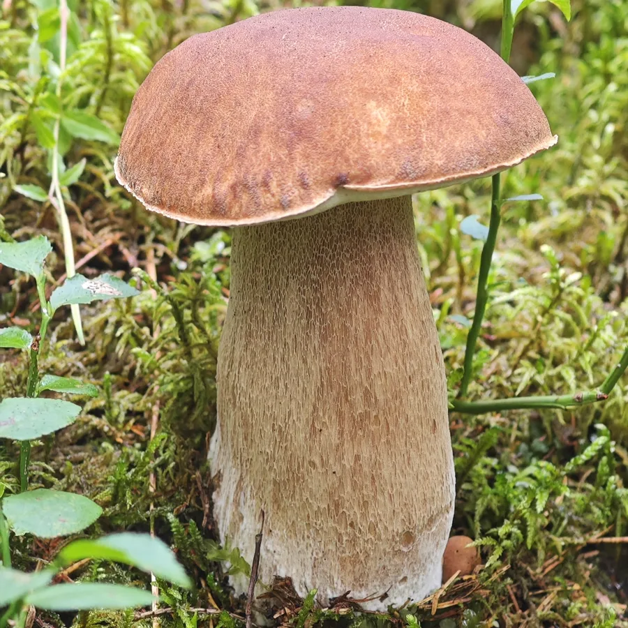 Porcino estivo (estatino) · Boletus reticulatus