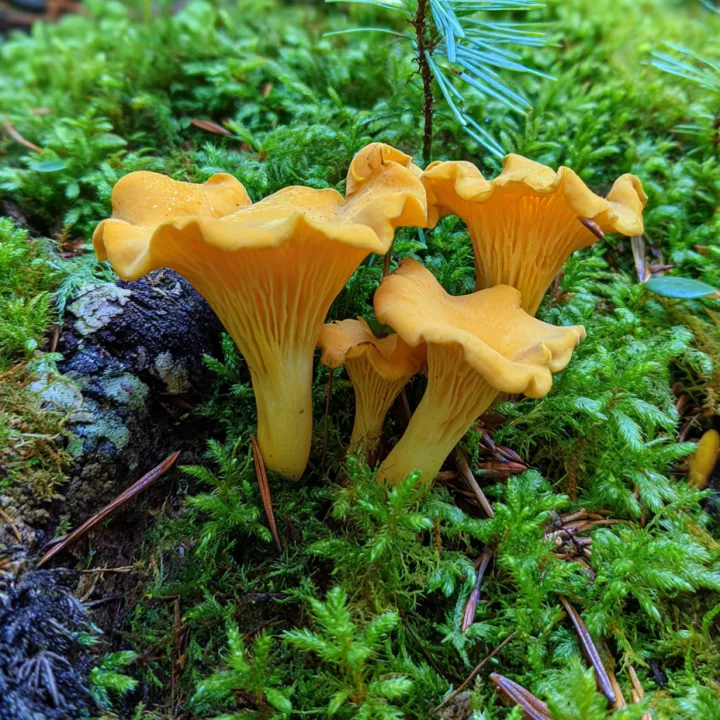 Golden chanterelle · Cantharellus cibarius