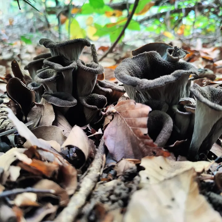 Totentrompete (Herbsttrompete) · Craterellus cornucopioides