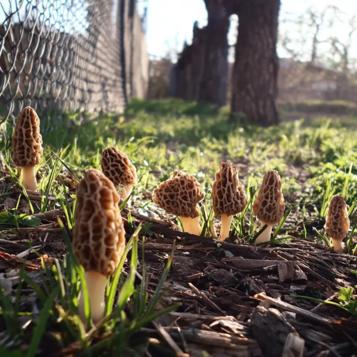 Morchel · Morchella spp.